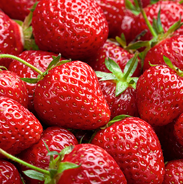 Vente de plant de fraises